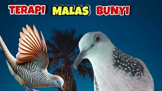 Perkutut Lokal Gacor Vs Tekukur Suara Enak. Pancingan Paling Manjur