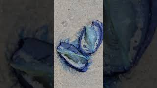 By the wind sailers-Velella velellas  @wilinwithwiley # #exploringmyworld #wilinwithwiley #beachlife