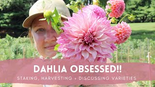 Dahlia Obsessed!! // Staking, Harvesting, + Discussing Varieties // Green Bee Floral Co.