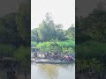 পাখির চোখে নৌকা বাইচ #boat #boating #naturelovers #nature #dronevideo #drone