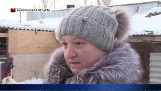 Как уберечь животное от 