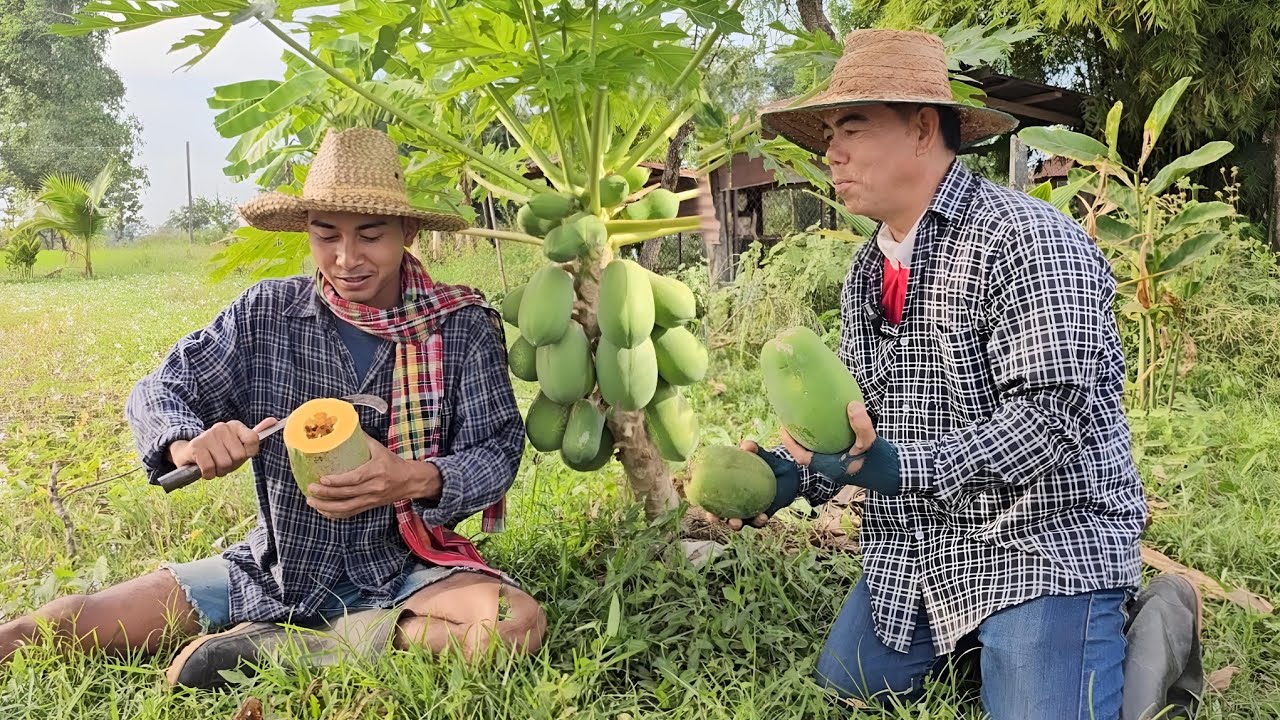 เผยเคล็ดลับ!!มะละกอต้นเตี้ยๆ ลูกดกๆ ด้วยวิธีง่ายๆ ทำตามได้เลย!!💯