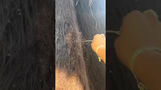Thousand Spiders Emerge From Tree