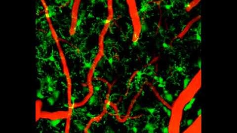 Meningeal Macrophage and Microglial Dynamics in the Uninjured Brain