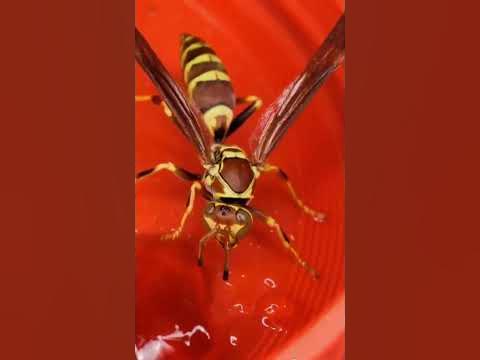The Lethal bug : The Executioner Wasp the most powerful sting of all