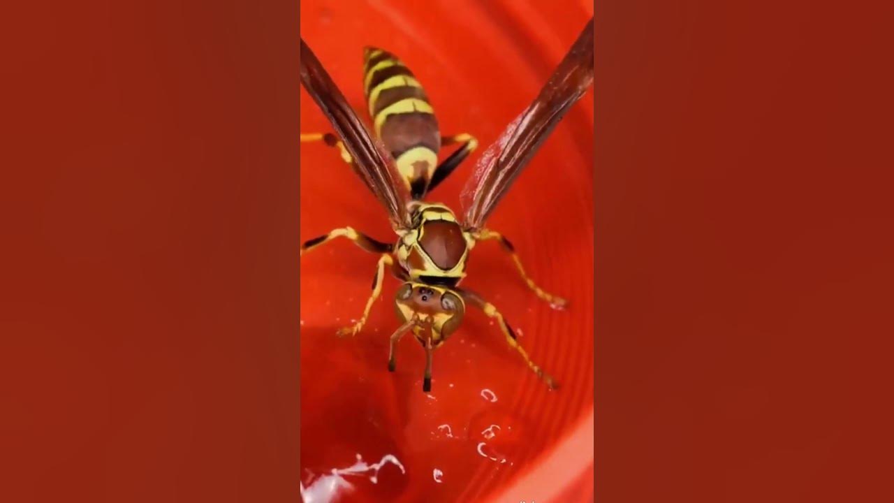 The Lethal bug : The Executioner Wasp the most powerful sting of all
