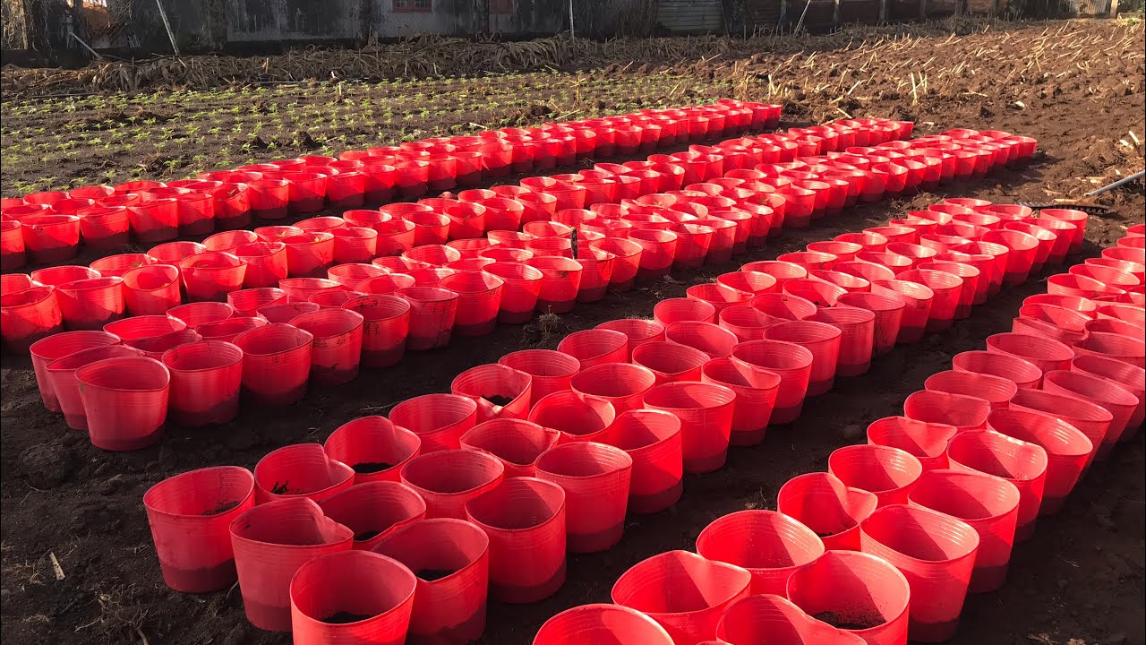 Cập nhật hoa vạn thọ ra chậu được 9 ngày, cách chăm sóc choa vạn thọ mới ra chậu 