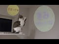 文字ライト🔦で遊びたい猫たち😺