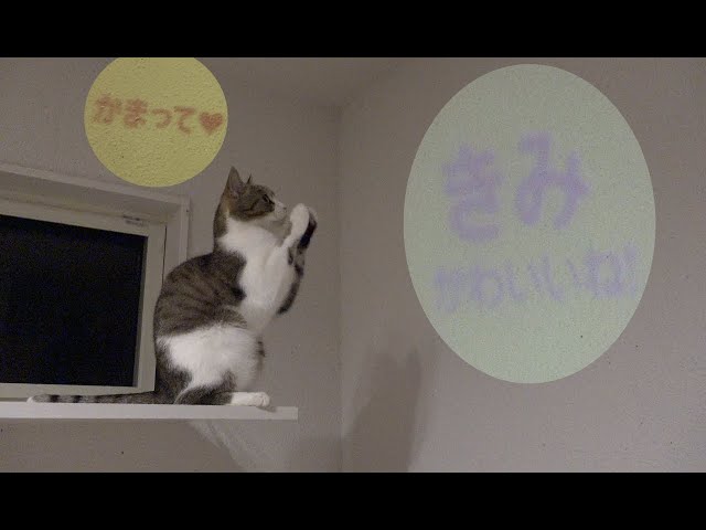 文字ライトで遊びたい猫たち