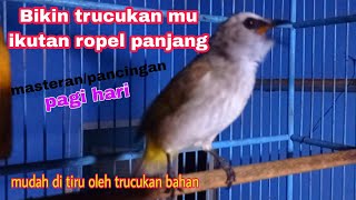 Download Lagu Masteran pagi agar trucukan mu ikutan gacor ropel panjang 1 nafas MP3