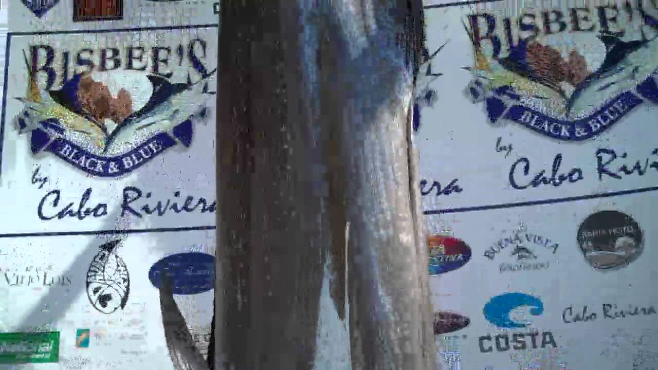CatchStat | 2011 Bisbee's Black & Blue Marlin Tournament Fish 