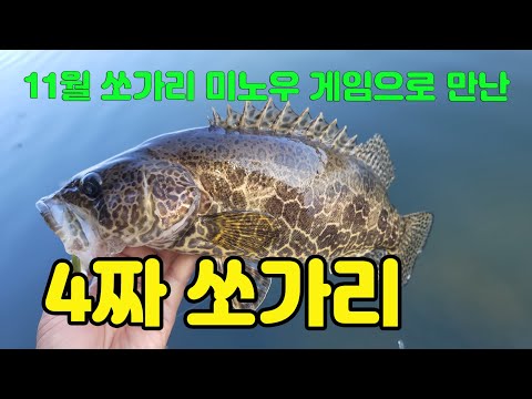 11월 쏘가리 미노우 게임으로 만난 4짜쏘가리/ <strong>티몬</strong> 트리코롤 43H.W 헤비싱킹 미노우