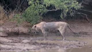 Mp3 تحميل Kullu Nafsin Zaikatul أغنية تحميل موسيقى