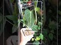 philodendron melanochrysum www.okanoka.com