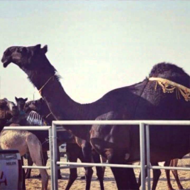 القعوده ل:سعد بن الدويليه المنهالي كلمات بو هديله