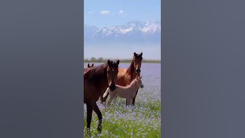 #عبدالرحمن_مسعد #عبدالرحمن_مسعد_تلاوة_جديدة #القران_الكريم #اكسبلور