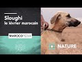 Sloughi : le lévrier marocain plus rapide que le vent ! の動画、YouTube動画。