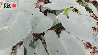 Bunga Jenis Baru Janda Mulus