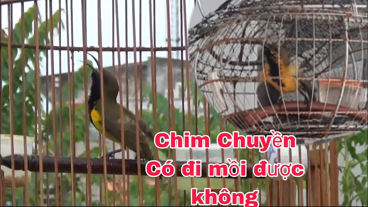 CHIM HÚT MẬT 5MÀU CHUYỀN CÓ ĐI MỒI ĐƯỢC KHÔNG _CẦN MIỀN TÂY