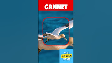 GUESS THE BIRD IN 3 SECOND #gk #quiz #BIRD