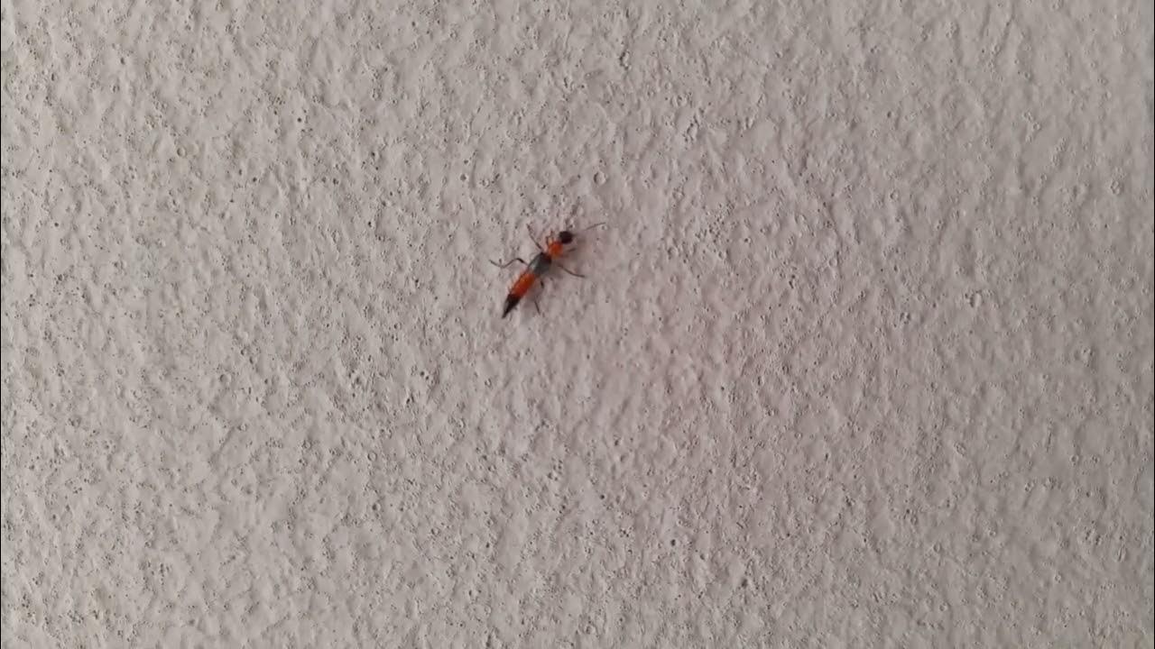 Facts about the Narrow bee fly Nairobi fly YouTube