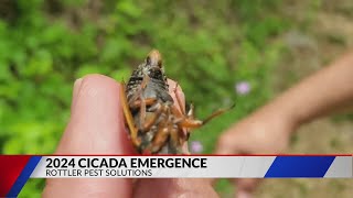 Billions of cicadas emerging in 2024 will be loud and mostly harmless