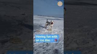 Бульдог играет с льдышкой 🐶🥌❄️ #americanbulldog #wintergame #dogsfunny