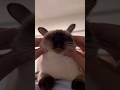 The kitten is so funny. #cat #catvideos #suncats #catshorts #kitten #funny #kitty #petsunited