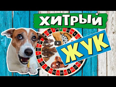 Video: Jack Russell Terrier: Mielenkiintoisia Faktoja, Rodun Etuja Ja Haittoja