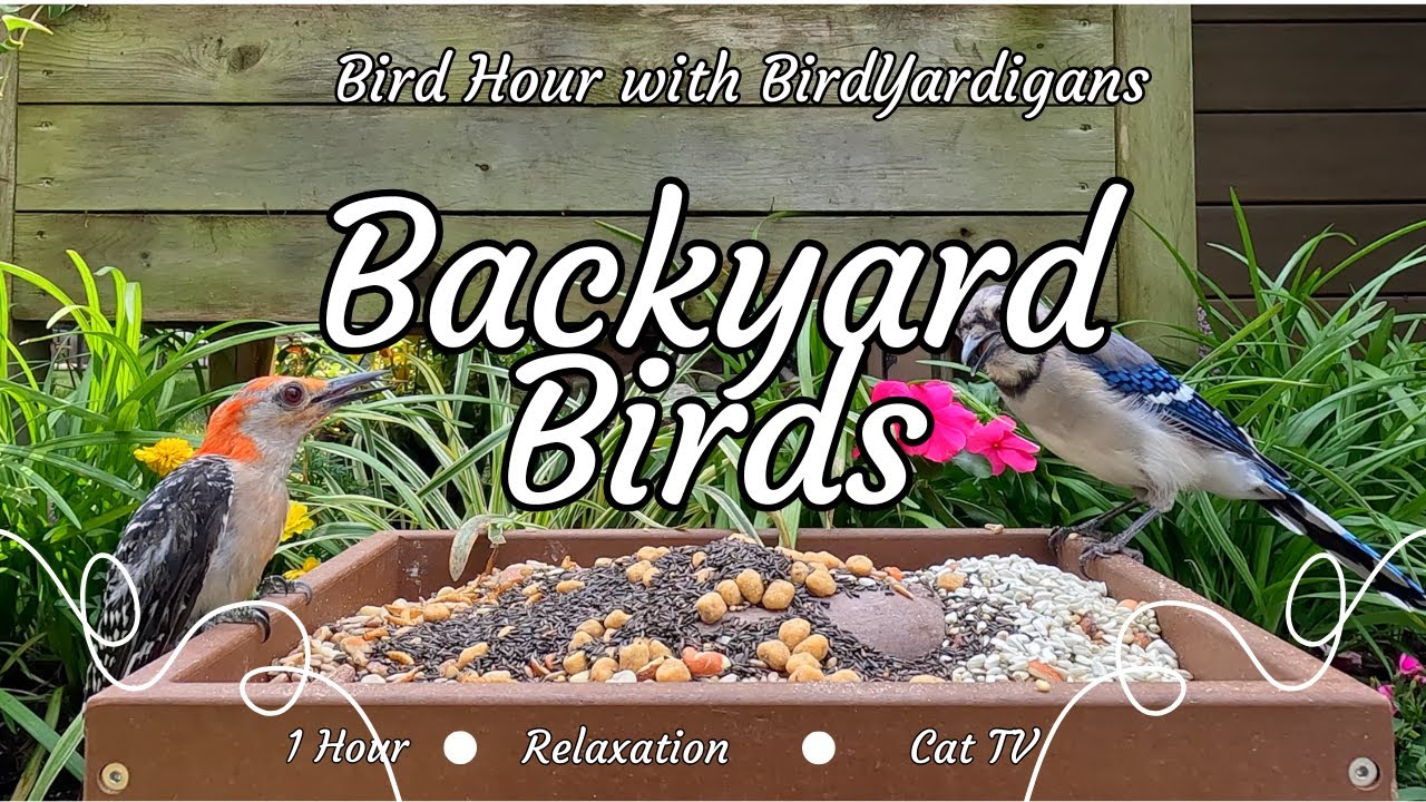 Bird Hour (Ep 1): Backyard Birds in 4K • 1 Hour of Relaxing Nature & Cat TV