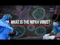What is the Nipah virus? | GMA Integrated Newsfeed