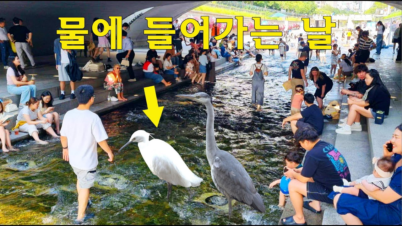 20년만에 처음으로 청계천 물에서 걸어다니다~ 초여름 청계천 🦢🦢/ 20주년 첨벙첨벙 행사 / 물에 들어갈수있어요~ #청계천 #travel #seoul #korea #외국인반응