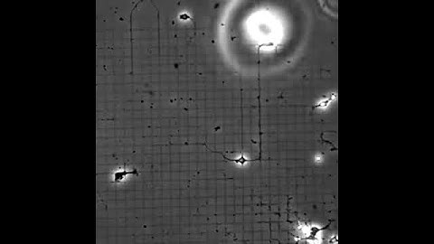 Axon guidance: primary hippocampal neurons