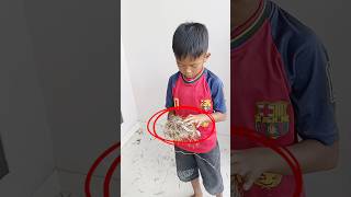 Nemu Sarang Burung Langka😱 #vlogmini #sarangburung #elzoanvaya #videoshort
