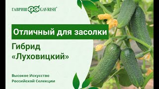 Огурцы Луховицкие Описание Сорта Фото Огурцы Луховицкие Описание Сорта Фото