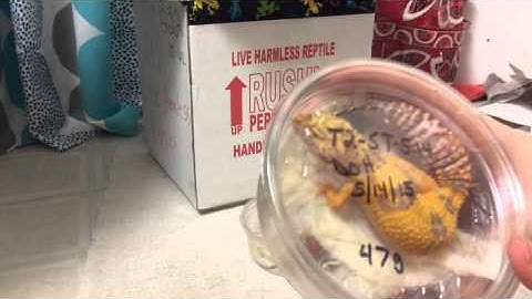 Huge Leopard Gecko Unboxing