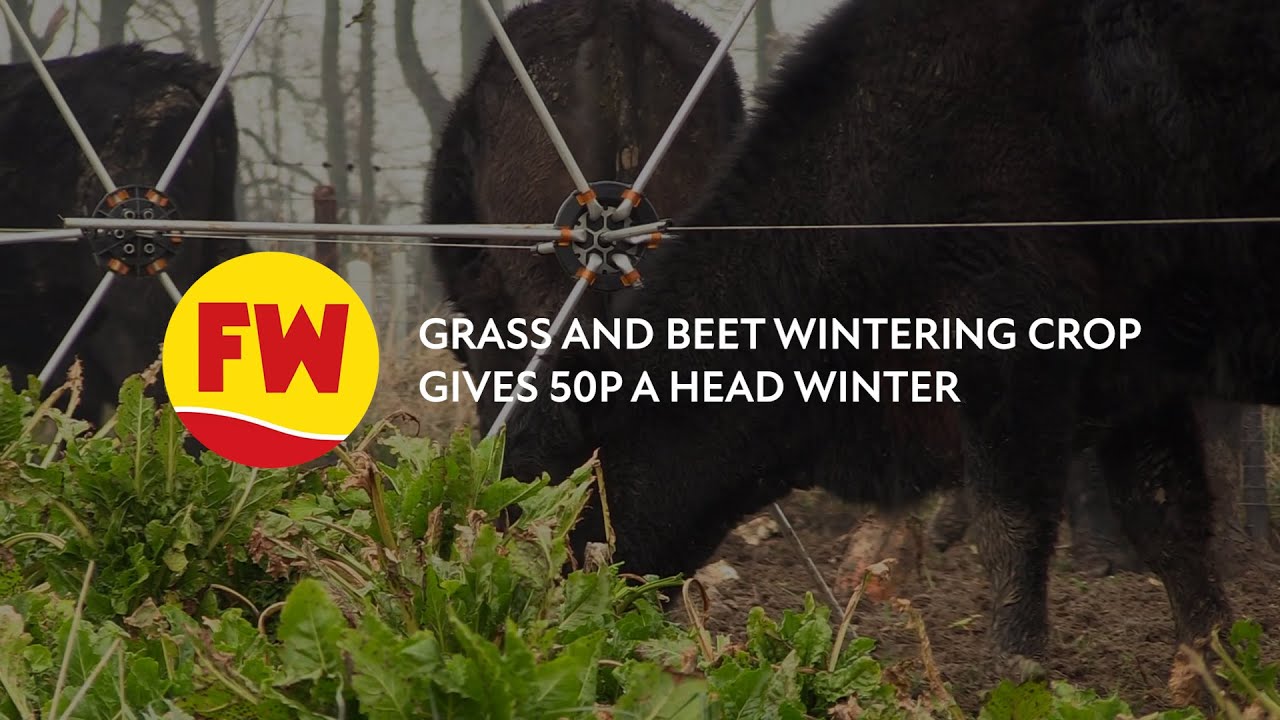 Смесь свеклы и травы приносит скотоводу 57 пенсов в день зимой.