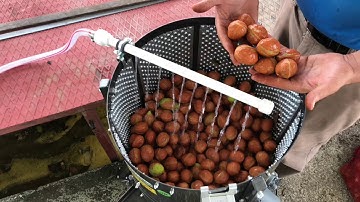 WALNUT HULLER, HUSKER, PEELER MACHINES - KADIOGLU MAKINE