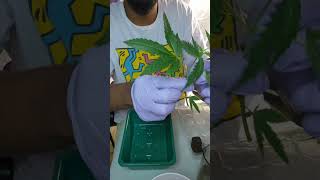 We're diving into cloning two stellar cannabis strains from Constant Evolution Genetics. Tune In!!!