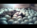 Menetaskan telur itik/bebek lewat box - udinnjaen