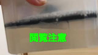 除湿剤大量用の報告動画閲覧注意だよ前回の動画みてね