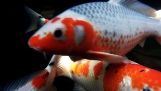 Asagi And Shusui Koi Types Tutorial