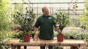 Uitleg en tips over de Camellia Japonica & Sasanqua door onze tuinplantenwinkel.nl specialist