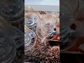 خدري الجاي خدري