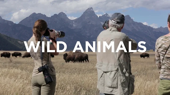 The Art Of Wildlife Photography (Official Trailer) with Tom Mangelsen
