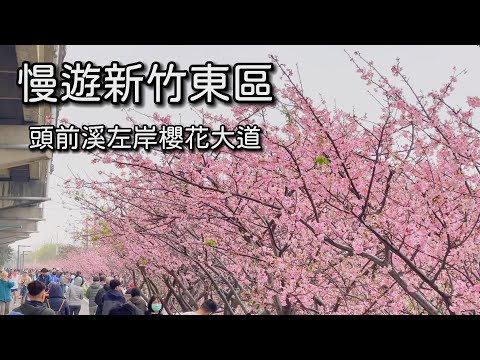 慢遊新竹左岸櫻花步道2025｜2公里路線詳解介紹｜台灣新竹觀光旅遊景點