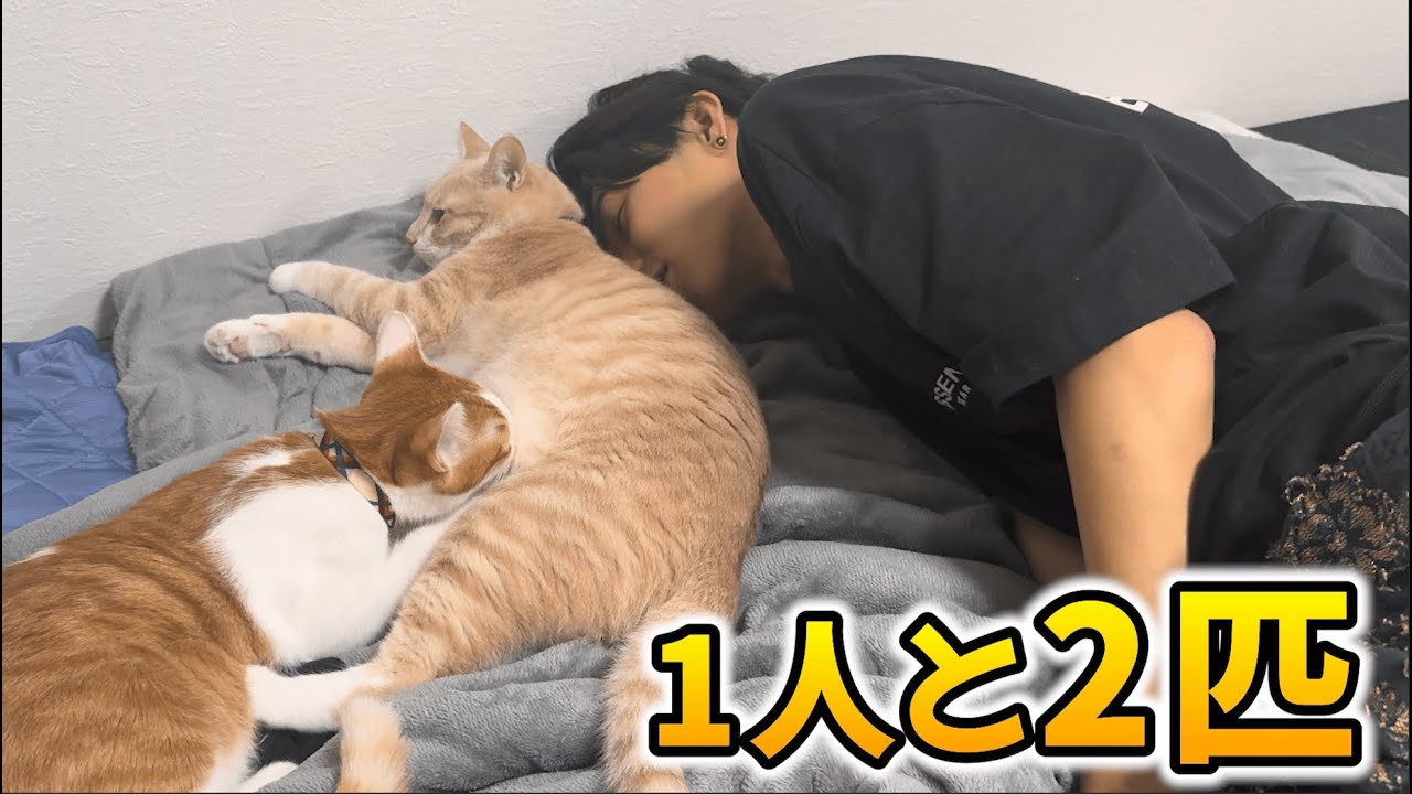 社会人1人と2匹暮らしでたまにはゆっくり休日を過ごそう - YouTube