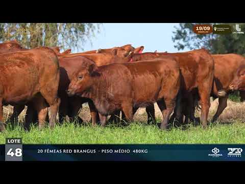 LOTE 048