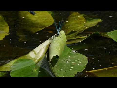 British Dragonflies   -   Banded Demoiselles