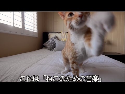 2/22発売『ねこのための音楽 ~ Music For Cats』紹介動画